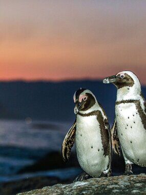 Meet your Posher, MAH